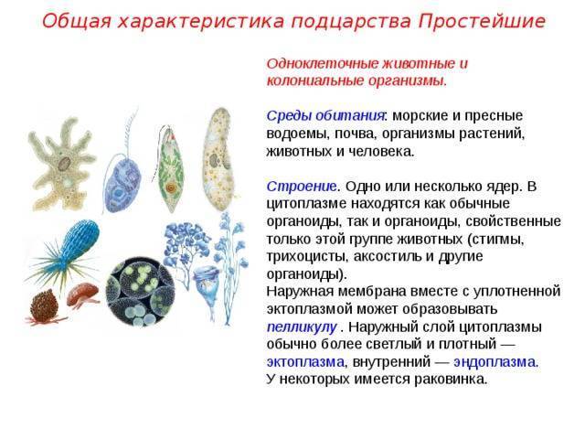 Чем бактерии отличаются от простейших. разница между бактериями и простейшими