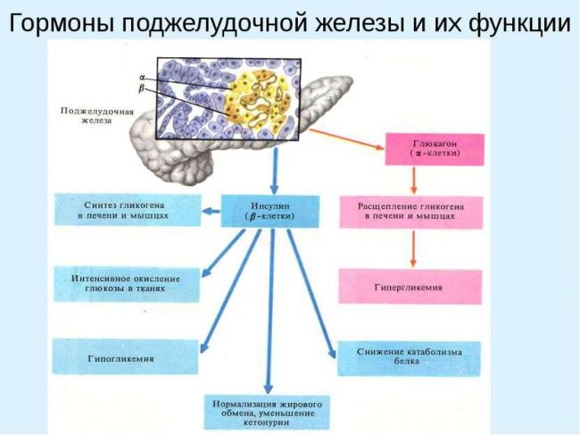 Гормоны поджелудочной железы и их функции