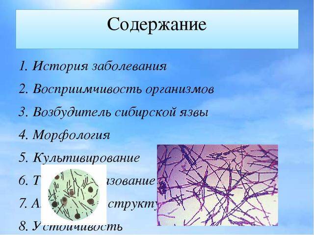 Описание возбудителя сибирской язвы: формы, тяжесть и опасность бактериальной инфекции