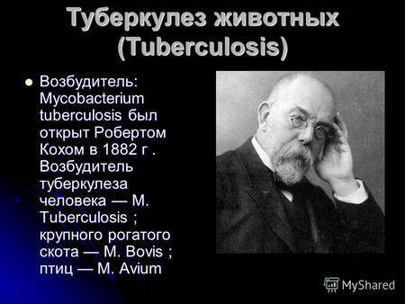 Палочка коха: свойства, заражение, течение инфекции, диагностика, терапия