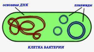 Экспрессия в клетках бактерий рекомбинантных днк