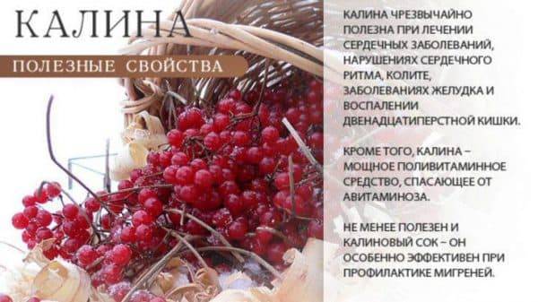 Калина при простуде: руцепты, лечение, помогает ли, для беременных, с медем, красная, как принимать
