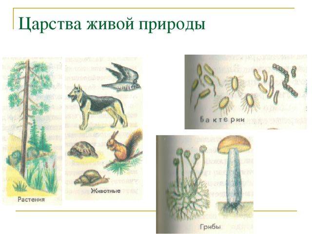 Презентация на тему: "царства живой природы бактерии очень малы. тело их состоит из одной клетки. бактерии – представители одноклеточных организмов. клетка бактерии не имеет.". скачать бесплатно и без регистрации.