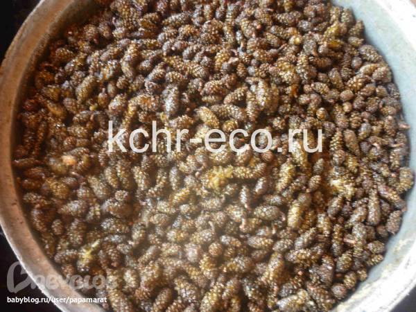 Как приготовить от кашля сосновыми почками