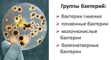 Лекарство от вирусов и болезнетворных бактерий – здоровый иммунитет