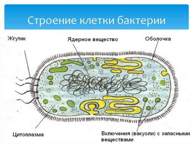 Значение бактерий в природе и жизни человека