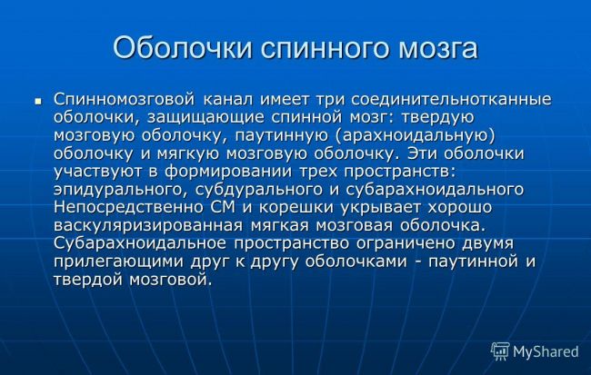 Оболочки спинного мозга человека