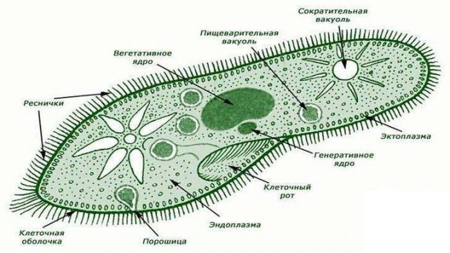 Что общего и какие различия между клетками растений, грибов, бактерий и животных?