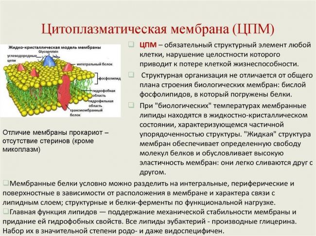 Внешняя бактериальная мембрана — википедия с видео // wiki 2