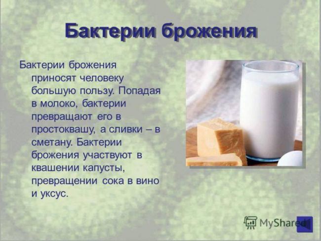 Проект по биологии на тему: «бактерии . разнообразие бактерий. место и значение бактерий на планете земля»