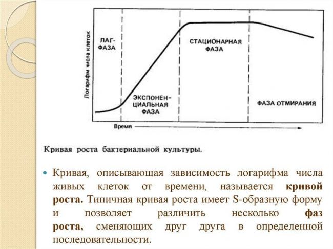 Рост и размножение микроорганизмов, основные понятия, контрольные вопросы и задания - микробиология
