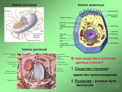 Биология: в чём основное отличие в строении клеток бактерий от клеток растений,животных и грибов?