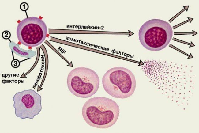 Гидрокортизона ацетат суспензия инструкция по применению