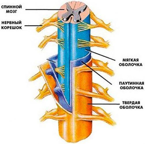 Дуральный мешок позвоночника