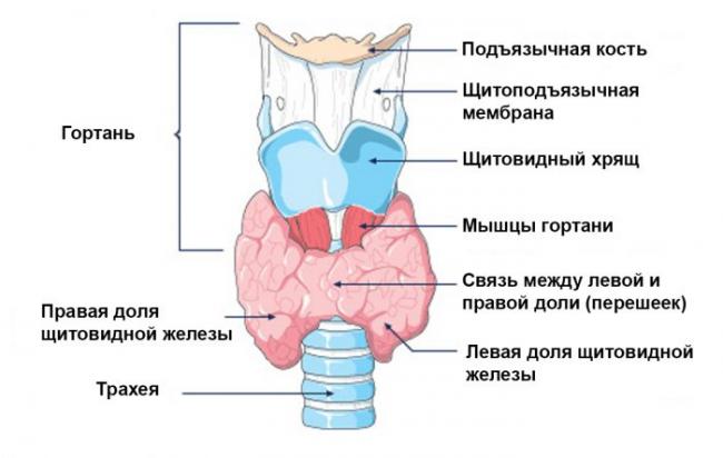 Гипотиреоз – симптомы, причины, виды и лечение гипотиреоза