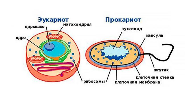 Строение бактерий