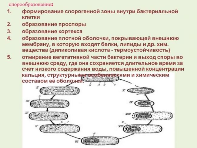 Грамположительные и грамотрицательные бактерии