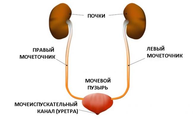 Фурадонин при цистите. инструкция по применению, цена, отзывы, аналоги