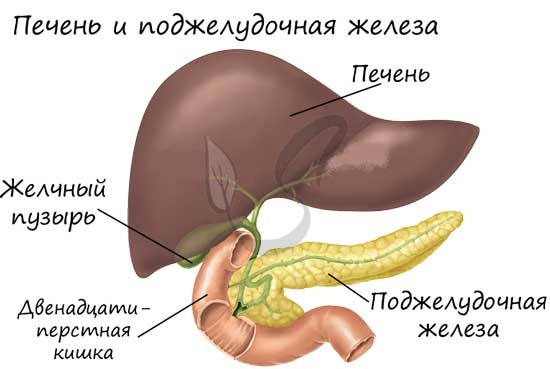 Желчь вырабатывается а поджелудочной железой б печенью в тонким кишечником