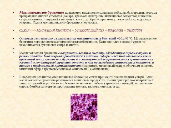 Бактерии – незаметные труженики, без которых невозможна жизнь на земле: каково их значение в природе?