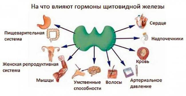 Характеристика, норма и отклонения ттг, т3 и т4