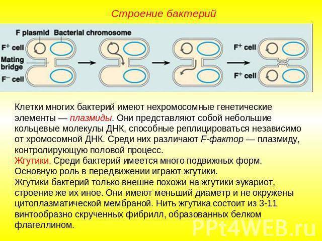 Роль бактерий в природе и жизни человека
