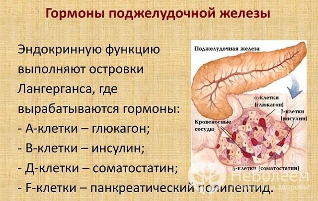 Какие два гормона вырабатываются в поджелудочной железе