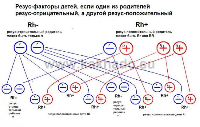 Анализ на определение группы крови и резус-фактора