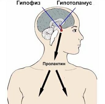 Пролактин — википедия