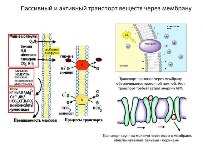 Бактерии-прокариоты – живые «кирпичики» эволюции