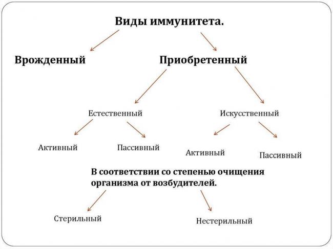 Активный и пассивный иммунитет и их виды