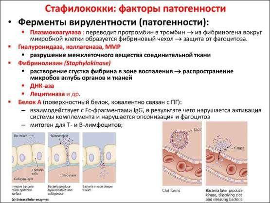 Методы определения активности антибиотиков и чувствительности к ним микроорганизмов. кафедра лабораторной диагностики ипо бгму цветкова а.в. - презентация