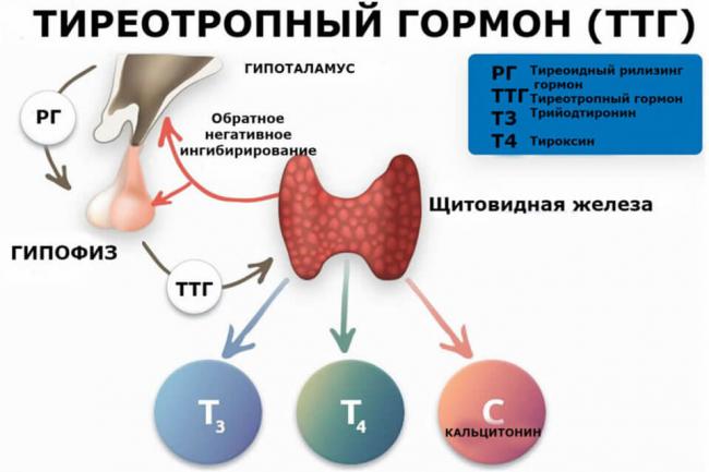 Всё о гормонах щитовидной железы