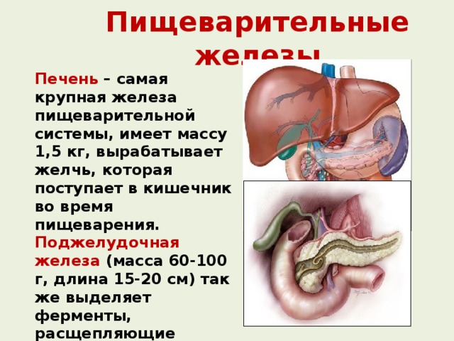 Для чего нужна желчь в организме человека