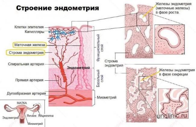 Атрофия эндометрия матки — атрофический эндометрит