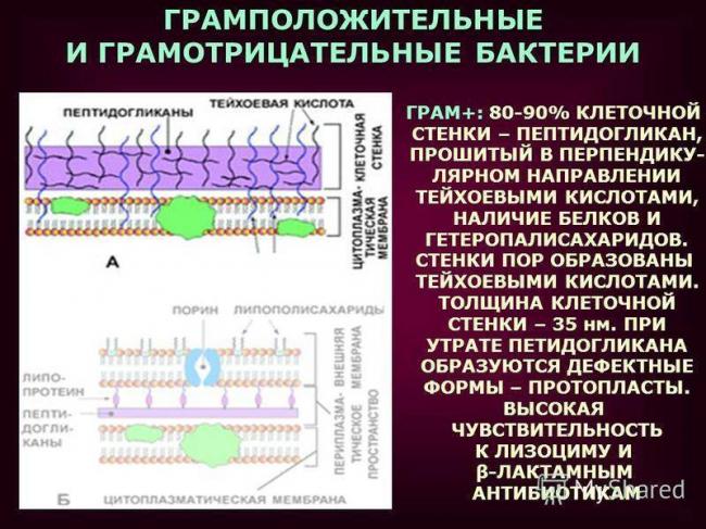 Грамположительные и грамотрицательные бактерии. грамположительные бактерии: строение