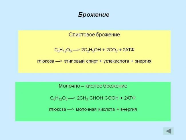 Бактерии гниения: среда обитания, способ питания, значение в природе