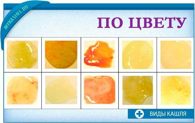 Сколько длится анализ мокроты на туберкулез легких и как сдавать