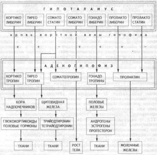 Адренокортикотропный гормон (актг) в крови: анализы, норма, отклонения