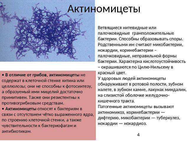 Как соотносится строение бактериальной клетки и ее функции