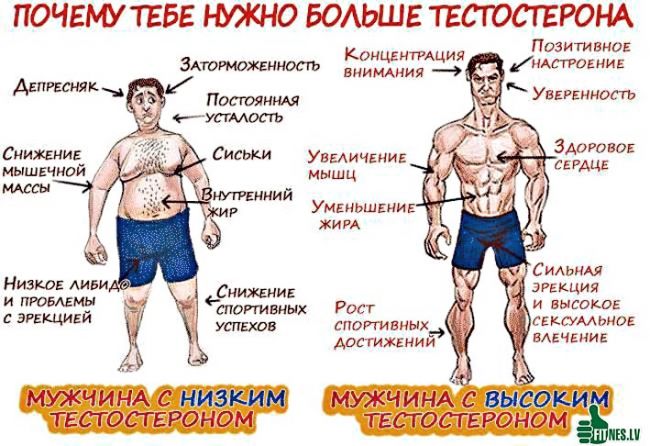 ЗдоровьеТестостерон: Зачем разным людям нужен «мужской» гормон