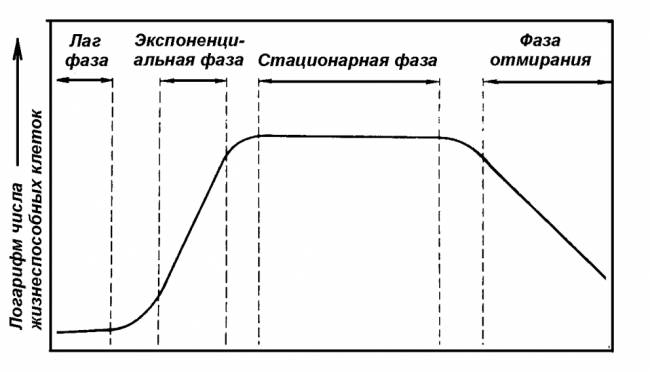 Периодическое культивирование. кривая роста - рост микроорганизмов - микробиология учебное пособие - красникова л. в. - троицкий мост 2012