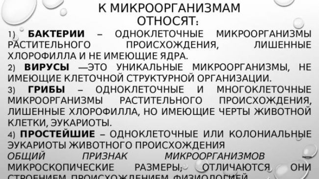 Одноклеточные организмы — список с названиями и примерами