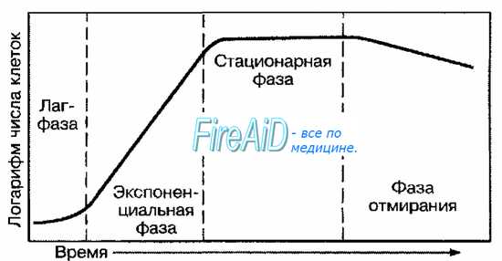 Рост и размножение микроорганизмов, основные понятия, контрольные вопросы и задания - микробиология
