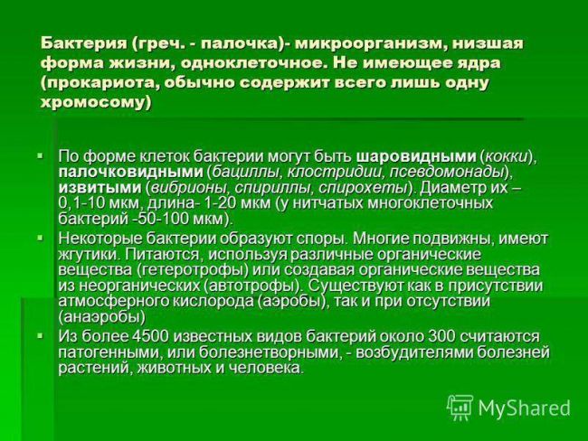 Рост и размножение бактерий