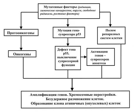 Урсоловая кислота — полезные свойства, противопоказания и содержание в продуктах