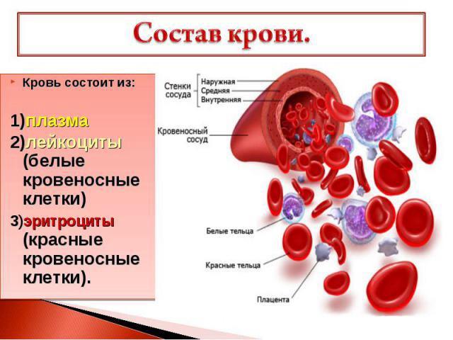 Кровь. внутренняя среда - биология егэ
