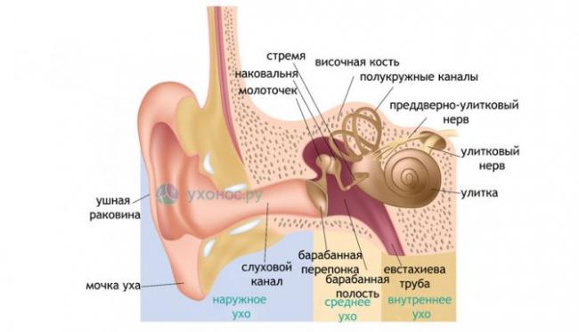 Что такое нейросенсорная тугоухость, и как её вылечить?