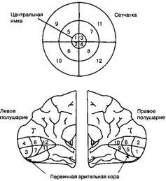 Адренокортикотропный гормон (актг)