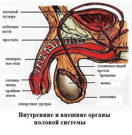 Отзывы о препарате простанорм